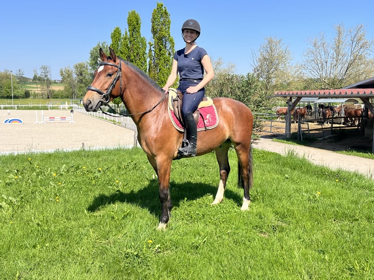 Freiberger Wallach 3 Jahre 159 cm Dunkelbrauner in Rümmingen