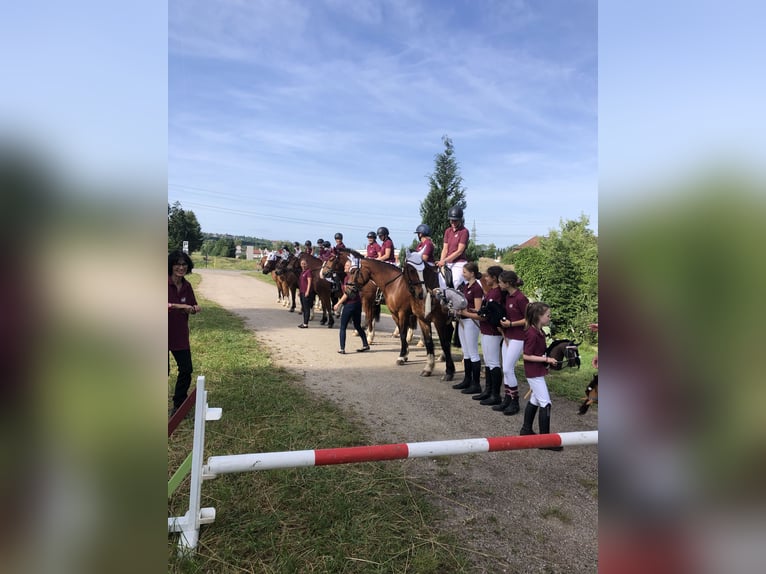 Freiberger Wallach 3 Jahre 159 cm Dunkelbrauner in R&#xFC;mmingen