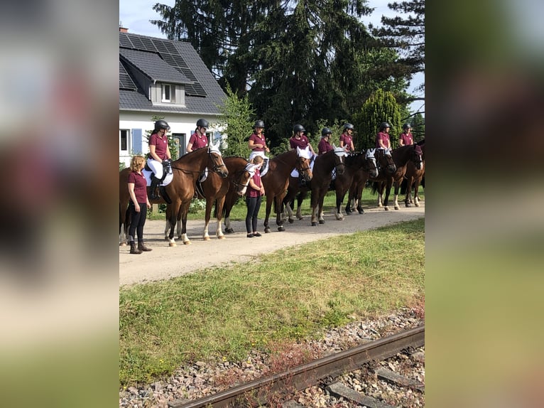 Freiberger Wallach 3 Jahre 159 cm Dunkelbrauner in R&#xFC;mmingen