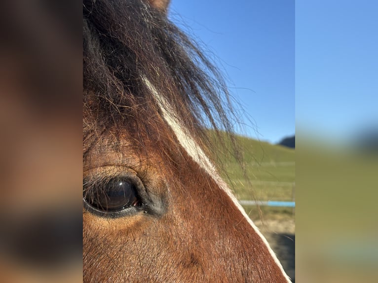 Freiberger Wallach 3 Jahre 160 cm Brauner in Oschwand