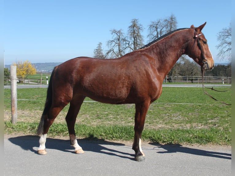 Freiberger Wallach 3 Jahre 160 cm Brauner in Schönholzerswilen