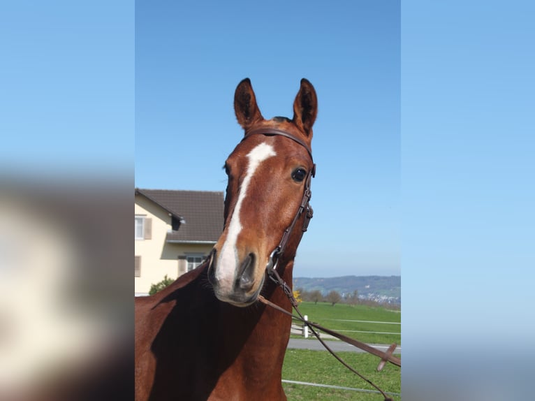 Freiberger Wallach 3 Jahre 160 cm Brauner in Schönholzerswilen