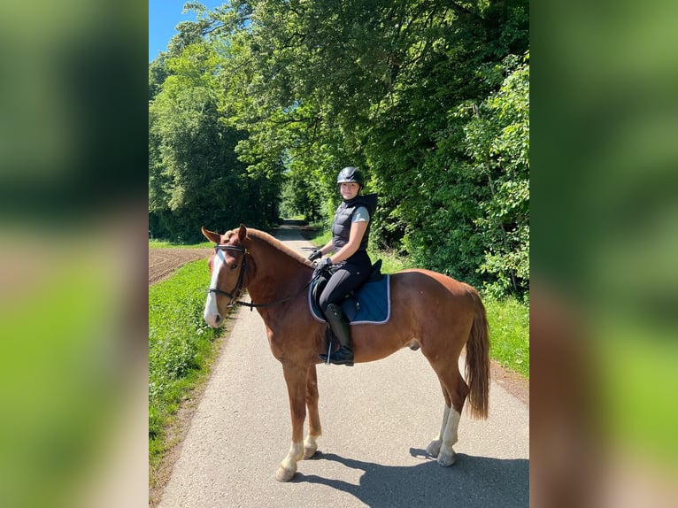 Freiberger Wallach 3 Jahre 160 cm Fuchs in Rümmingen