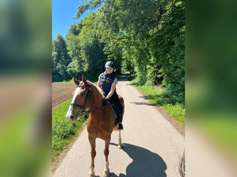 Freiberger Wallach 3 Jahre 160 cm Fuchs in Rümmingen