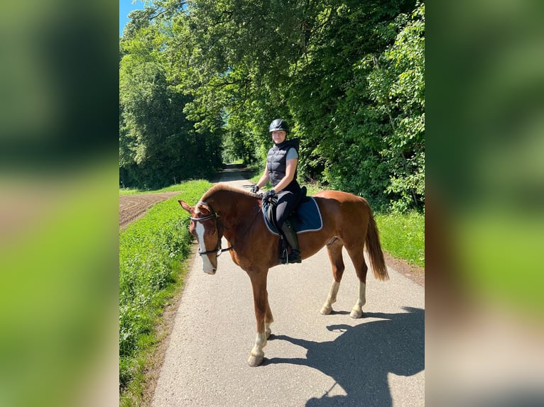 Freiberger Wallach 3 Jahre 160 cm Fuchs in Rümmingen