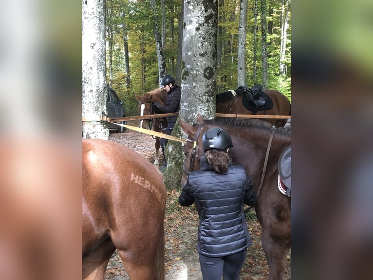 Freiberger Wallach 3 Jahre 160 cm Fuchs in R&#xFC;mmingen