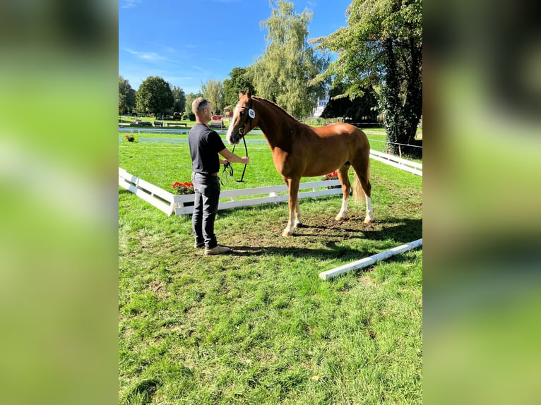 Freiberger Wallach 3 Jahre 162 cm Fuchs in Niederb&#xFC;ren