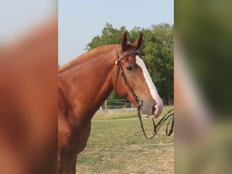 Freiberger Wallach 3 Jahre 162 cm Fuchs in Schönholzerswilen