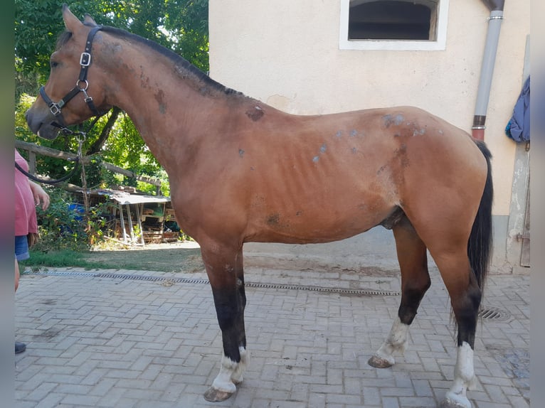 Freiberger Wallach 3 Jahre 163 cm Brauner in Niederneisen