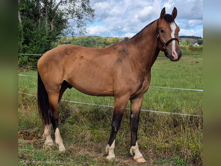 Freiberger Wallach 3 Jahre 165 cm Brauner in Niederneisen