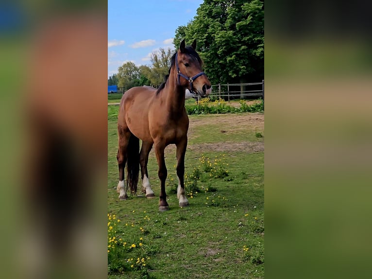 Freiberger Wallach 3 Jahre 165 cm Brauner in Olst