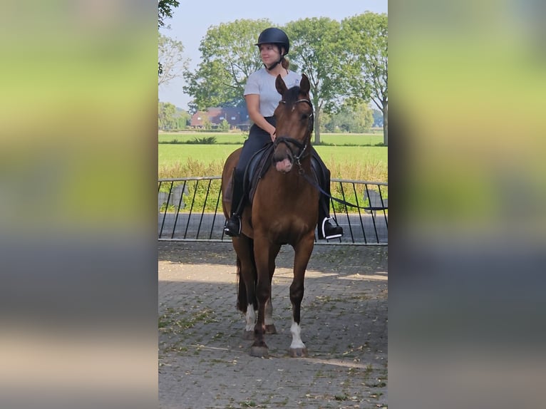 Freiberger Wallach 3 Jahre 165 cm Brauner in Olst