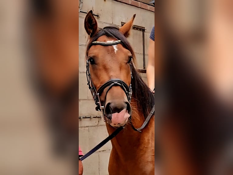 Freiberger Wallach 3 Jahre 165 cm Brauner in Olst
