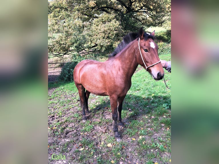 Freiberger Wallach 3 Jahre in Rümmingen