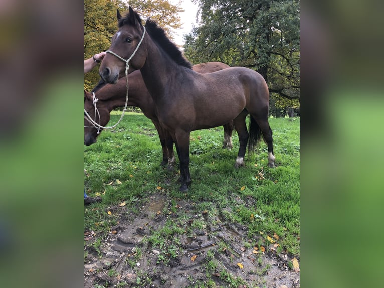 Freiberger Wallach 3 Jahre in Rümmingen