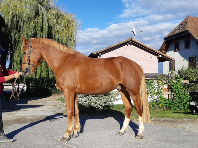 Freiberger Wallach 4 Jahre 153 cm Fuchs in Ménières