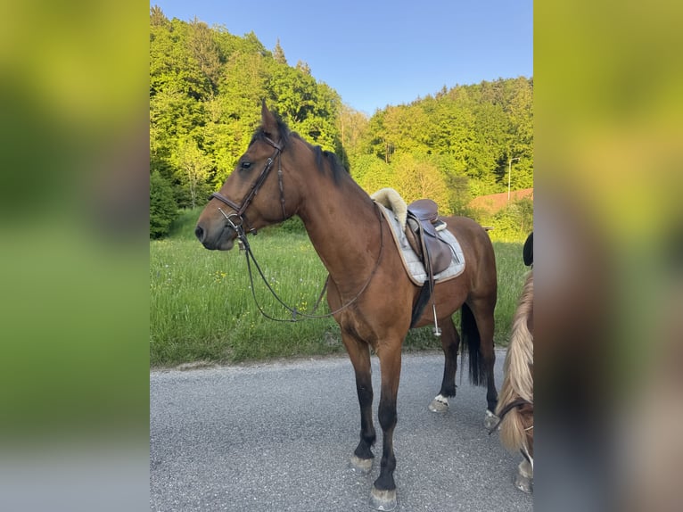 Freiberger Wallach 4 Jahre 155 cm Brauner in Gümligen