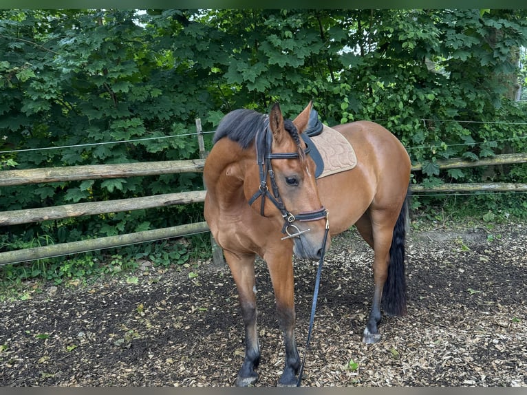 Freiberger Wallach 4 Jahre 155 cm Brauner in Gümligen