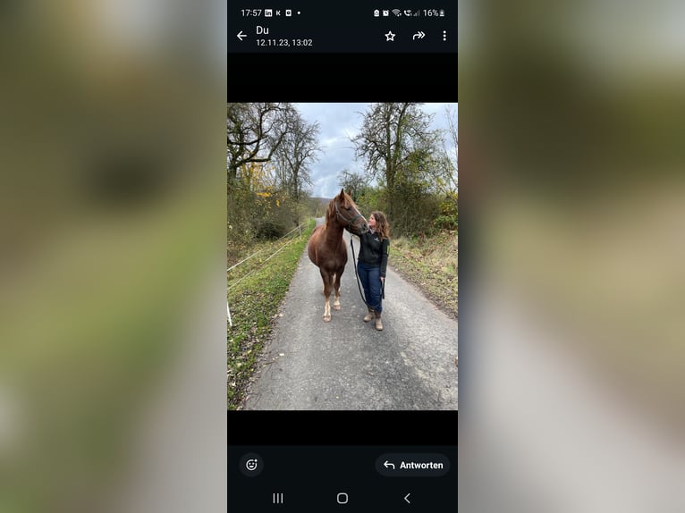 Freiberger Wallach 4 Jahre 155 cm in Viesecke Freiberger Wallach 4 Jahre 155 cm in Viesecke