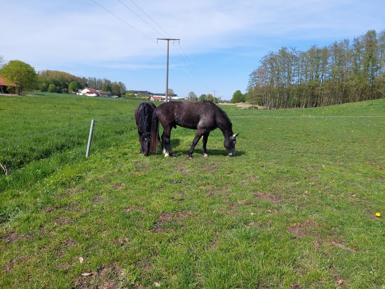 Freiberger Mix Wallach 4 Jahre 155 cm Schimmel in Taufkirchen/Vils
