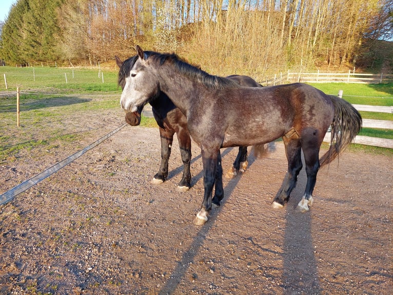Freiberger Mix Wallach 4 Jahre 155 cm Schimmel in Taufkirchen/Vils