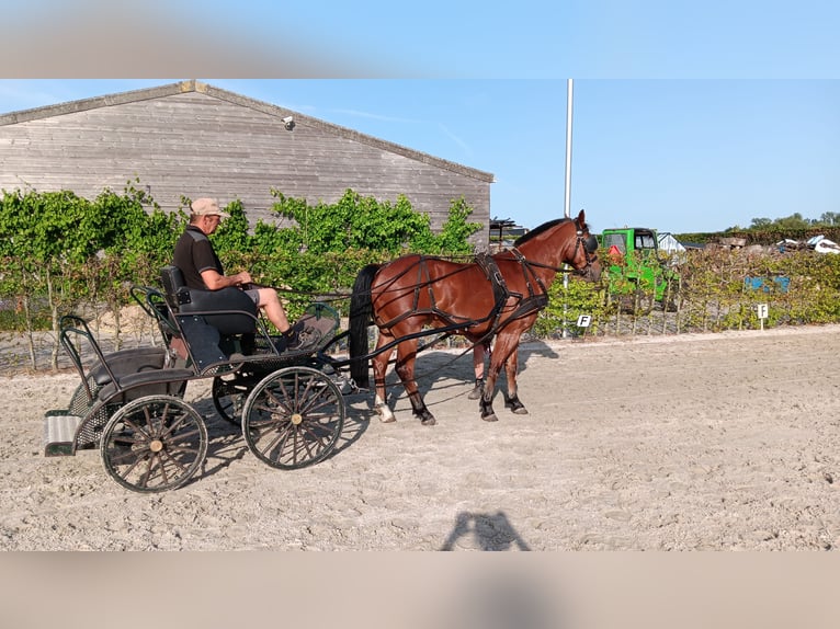 Freiberger Wallach 4 Jahre 157 cm Brauner in Puurs