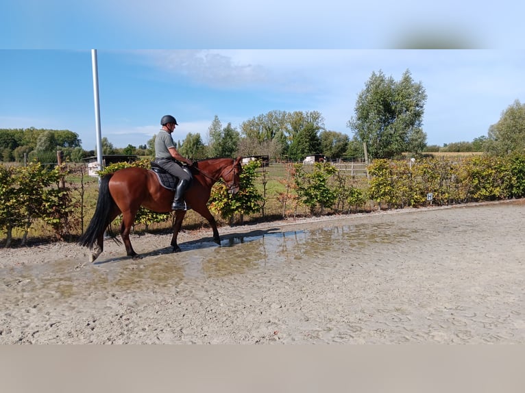 Freiberger Wallach 4 Jahre 157 cm Brauner in Puurs