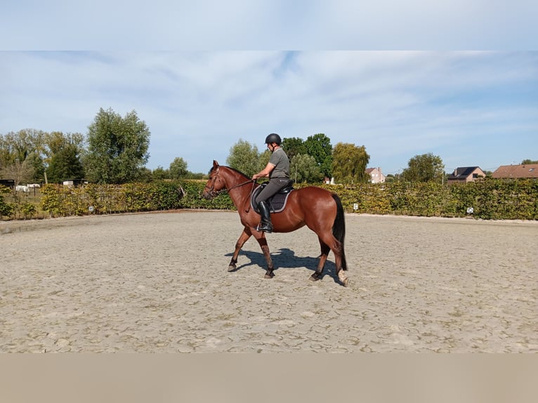 Freiberger Wallach 4 Jahre 157 cm Brauner in Puurs