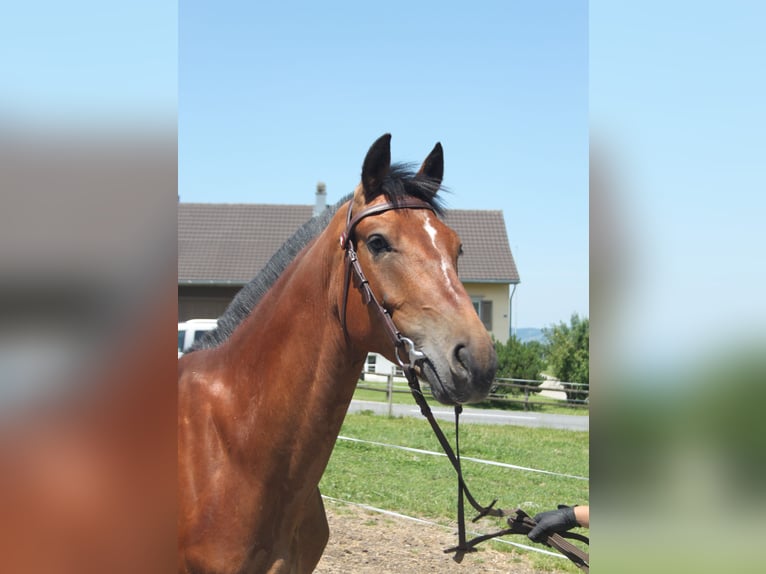 Freiberger Wallach 4 Jahre 157 cm Brauner in Sch&#xF6;nholzerswilen