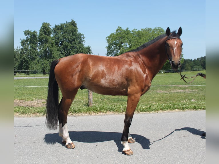 Freiberger Wallach 4 Jahre 157 cm Brauner in Sch&#xF6;nholzerswilen