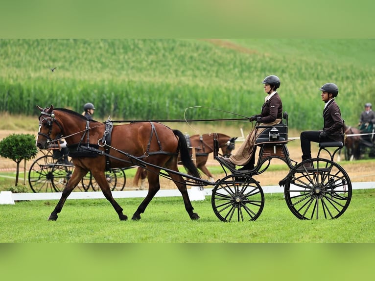Freiberger Wallach 4 Jahre 159 cm Dunkelbrauner in Thalheim an der Thur
