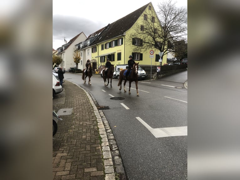 Freiberger Wallach 4 Jahre 159 cm Fuchs in Rümmingen