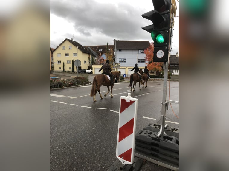 Freiberger Wallach 4 Jahre 159 cm Fuchs in Rümmingen