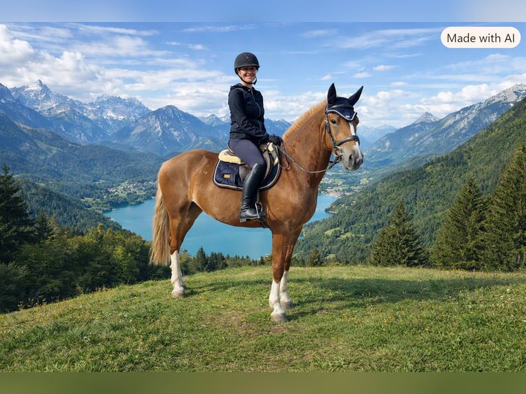 Freiberger Wallach 4 Jahre 159 cm Fuchs in Rümmingen