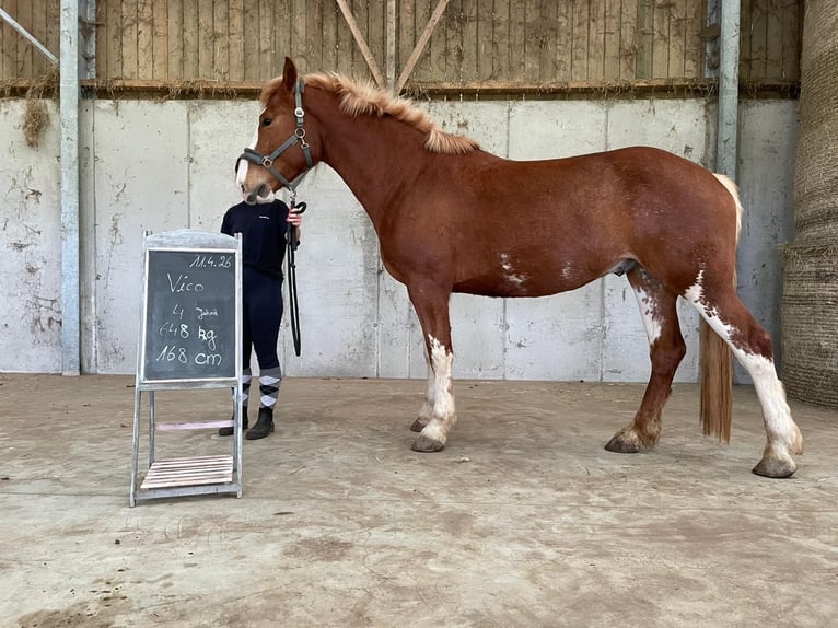Freiberger Wallach 4 Jahre 169 cm Fuchs in Hagenthal le Bas