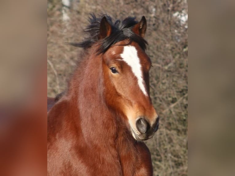 Freiberger Wallach 5 Jahre 150 cm Brauner in R&#xFC;hen
