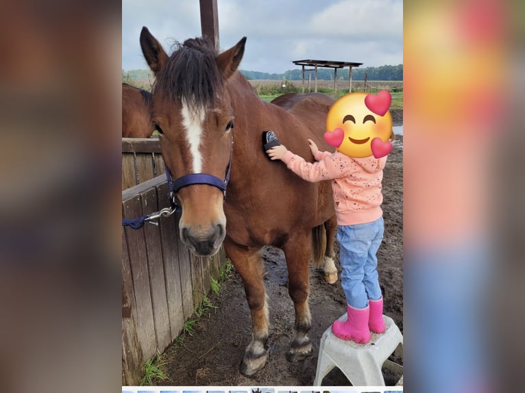 Freiberger Wallach 5 Jahre 150 cm Brauner in R&#xFC;hen
