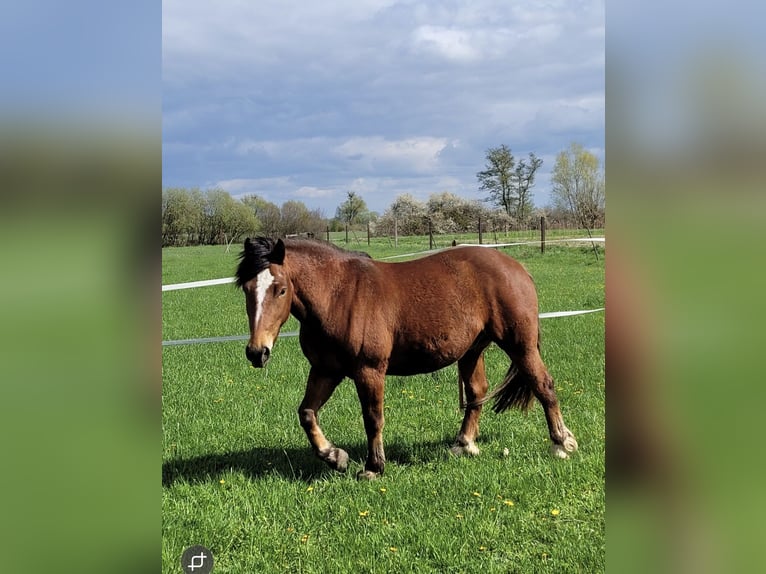 Freiberger Wallach 5 Jahre 150 cm Brauner in R&#xFC;hen