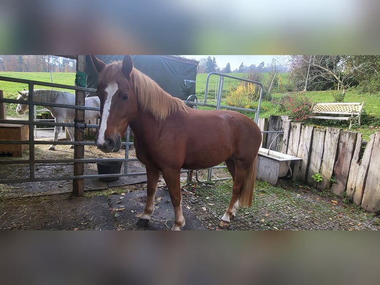 Freiberger Wallach 5 Jahre 150 cm Fuchs in Aesch (Neftenbach)