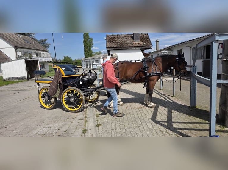 Freiberger Wallach 5 Jahre 152 cm Schwarzbrauner in Kappelen