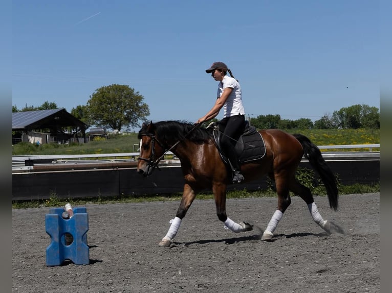 Freiberger Wallach 5 Jahre 152 cm Schwarzbrauner in Kappelen