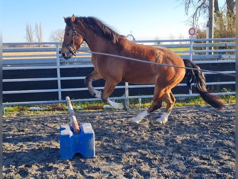 Freiberger Wallach 5 Jahre 152 cm Schwarzbrauner in Kappelen