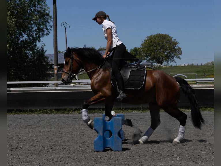 Freiberger Wallach 5 Jahre 152 cm Schwarzbrauner in Kappelen