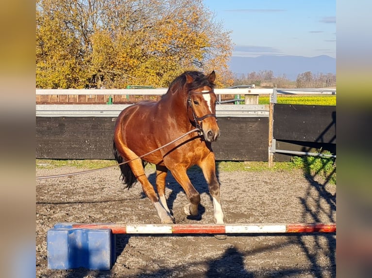 Freiberger Wallach 5 Jahre 152 cm Schwarzbrauner in Kappelen