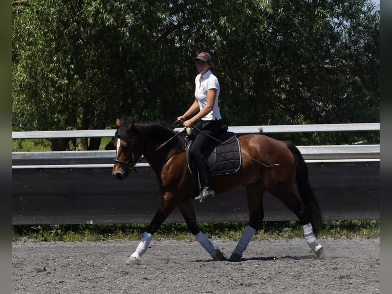 Freiberger Wallach 5 Jahre 152 cm Schwarzbrauner in Kappelen