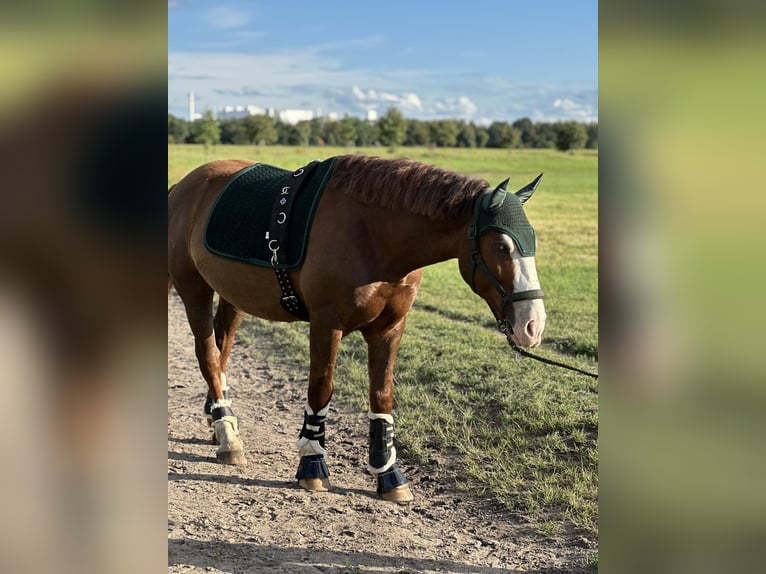 Freiberger Mix Wallach 5 Jahre 153 cm Dunkelfuchs in Sch&#xF6;nefeld