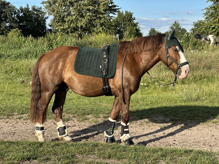 Freiberger Mix Wallach 5 Jahre 153 cm Dunkelfuchs in Sch&#xF6;nefeld