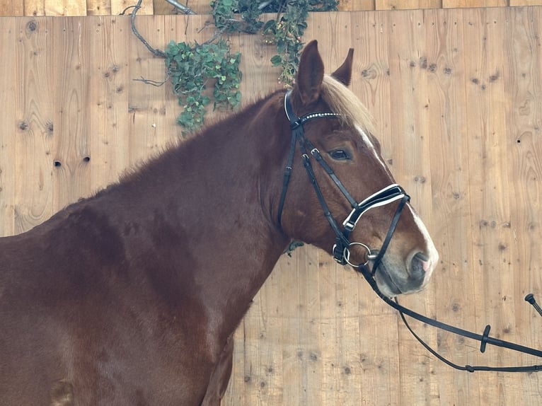 Freiberger Mix Wallach 5 Jahre 158 cm Fuchs in Riedlingen