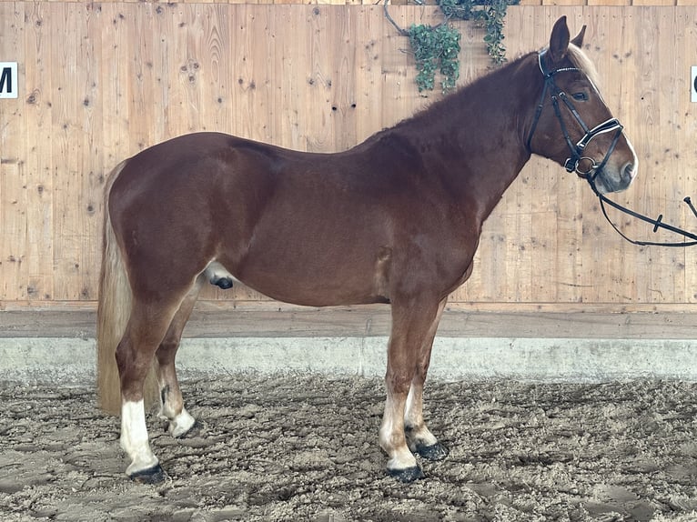 Freiberger Mix Wallach 5 Jahre 158 cm Fuchs in Riedlingen