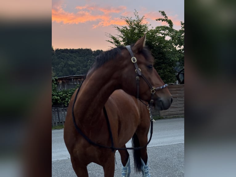 Freiberger Wallach 5 Jahre 161 cm Brauner in Aarau